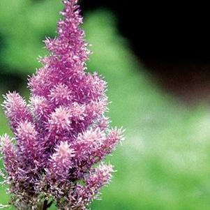 Pumila Astilbe