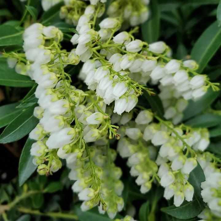 Purity Japanese Andromeda