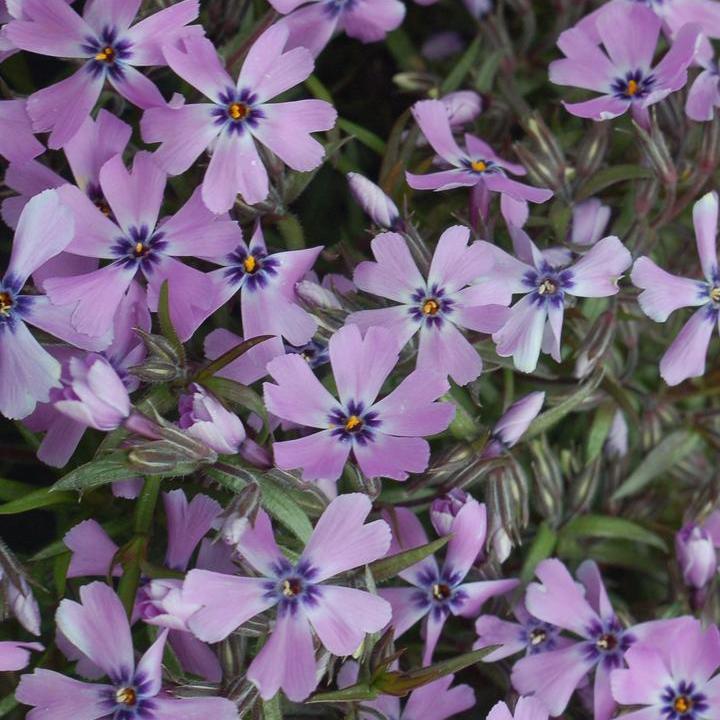 Purple Beauty Moss Phlox
