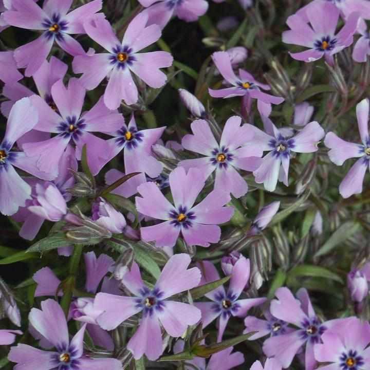 Purple Beauty Moss Phlox