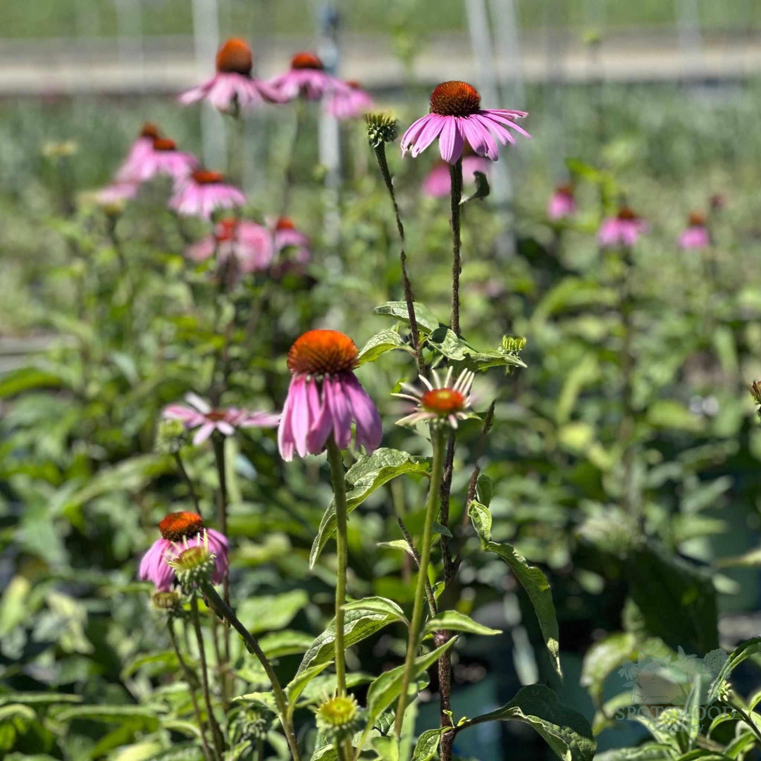 echinacea-purpurea