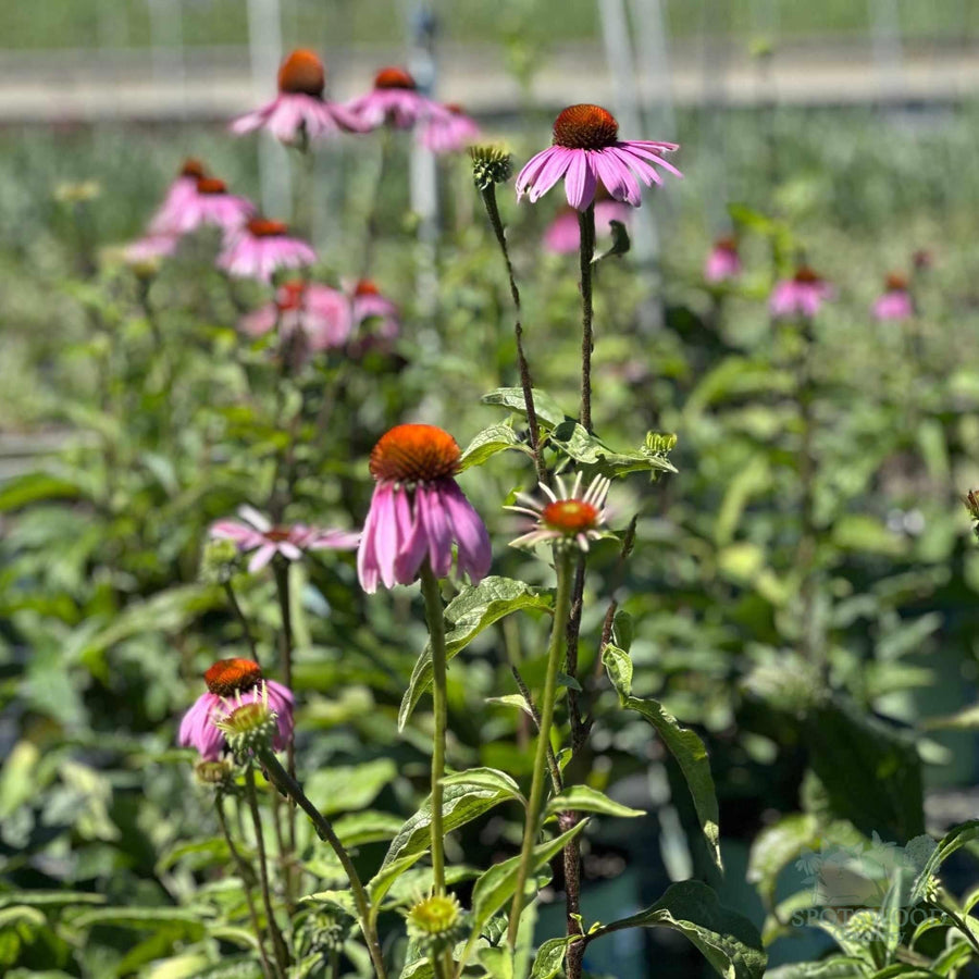 echinacea-purpurea