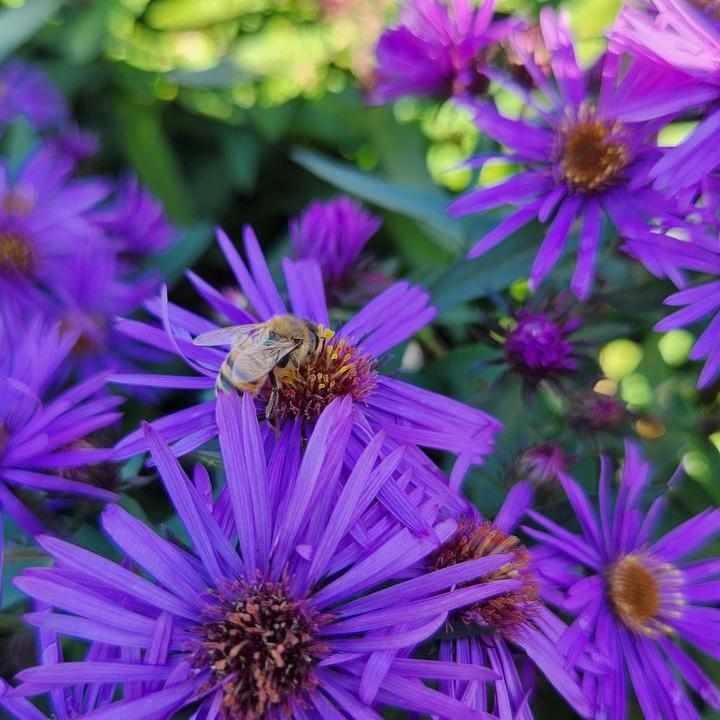 Purple Dome Aster