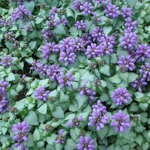 Purple Dragon Deadnettle