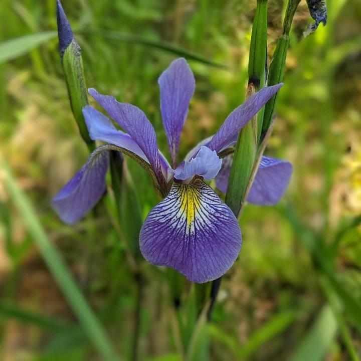 Purple Flame Northern Blueflag