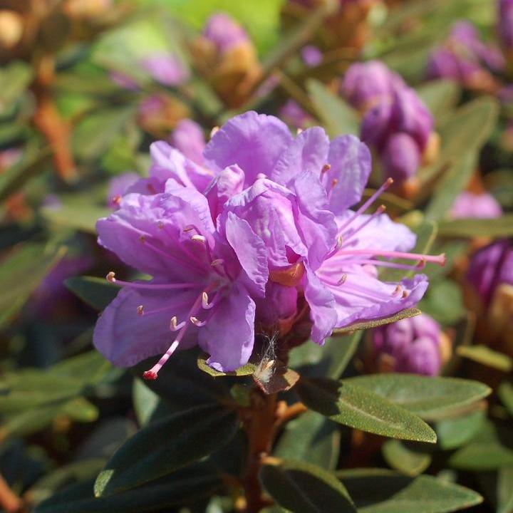 Purple Gem Rhododendron