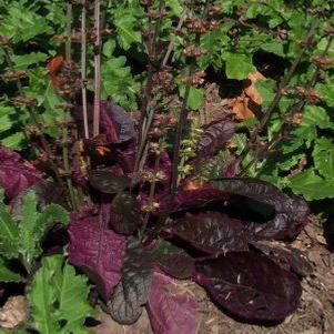 Purple Knockout Lyre Leaved Sage
