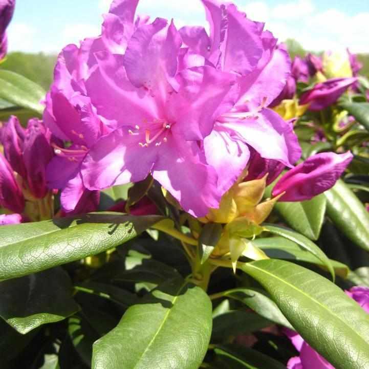 Purple Passion Rhododendron