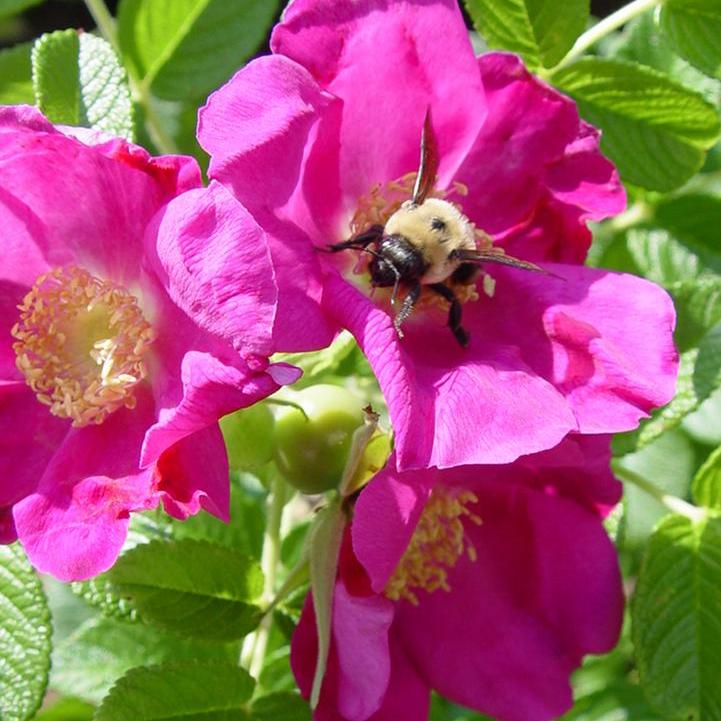 Purple Pavement Rose