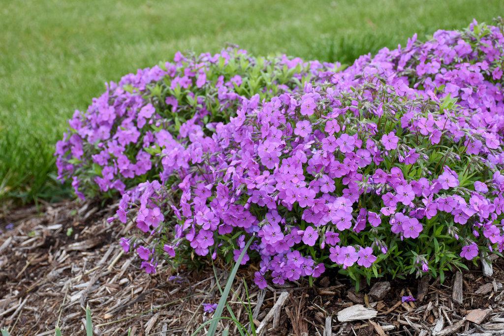 Purple Sprite Hybrid Spring Phlox