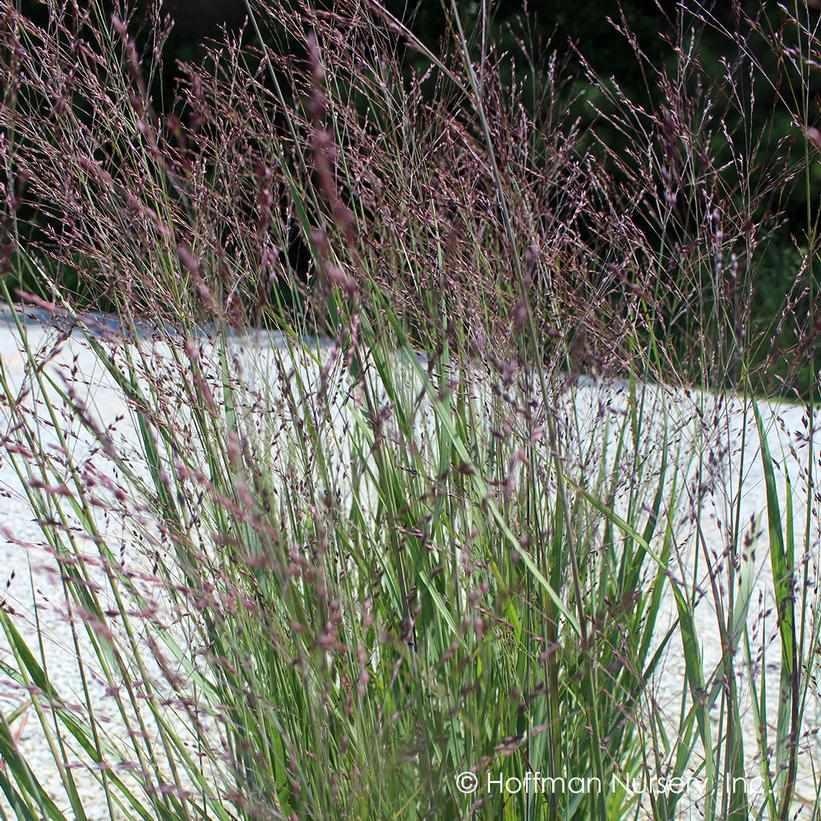 Purple Tears SwitchGrass