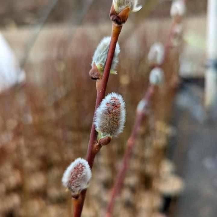 Pussy Willow