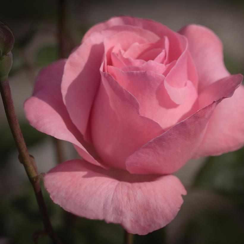 Queen Elizabeth Grandiflora Rose