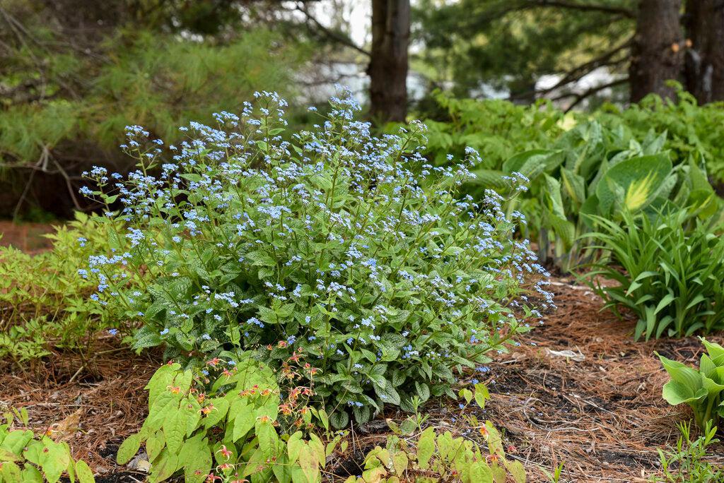 Queen of Hearts Heartleaf Brunnera
