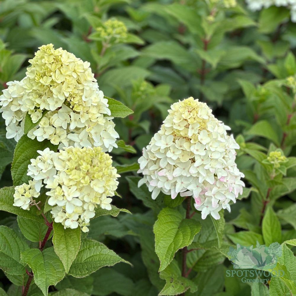 hydrangea-pan-quick-fire-fab-2