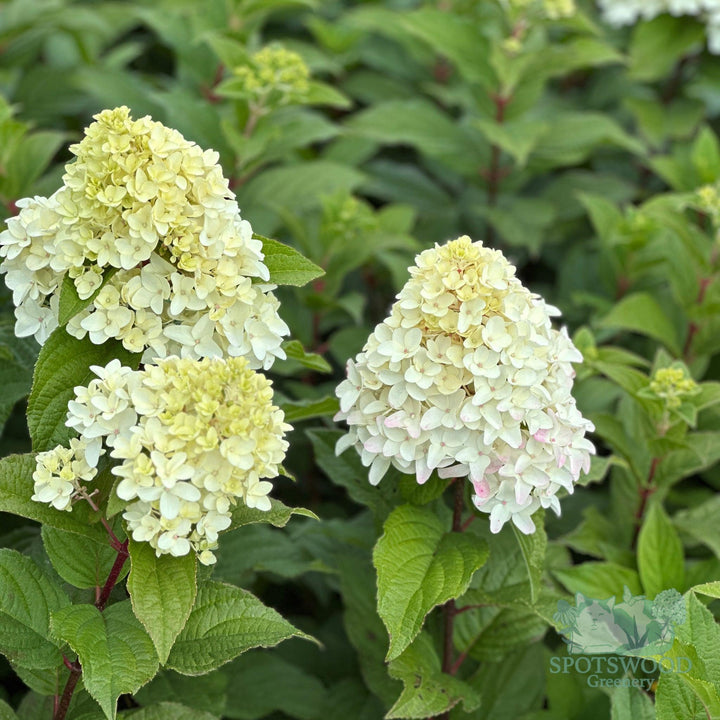 hydrangea-pan-quick-fire-fab-2