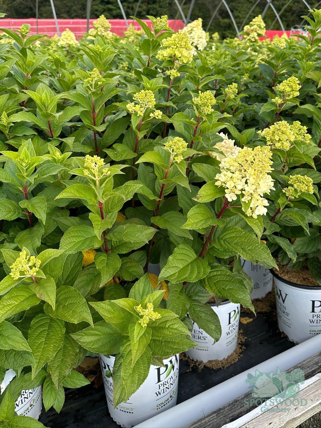 hydrangea-pan-quick-fire-fab-2