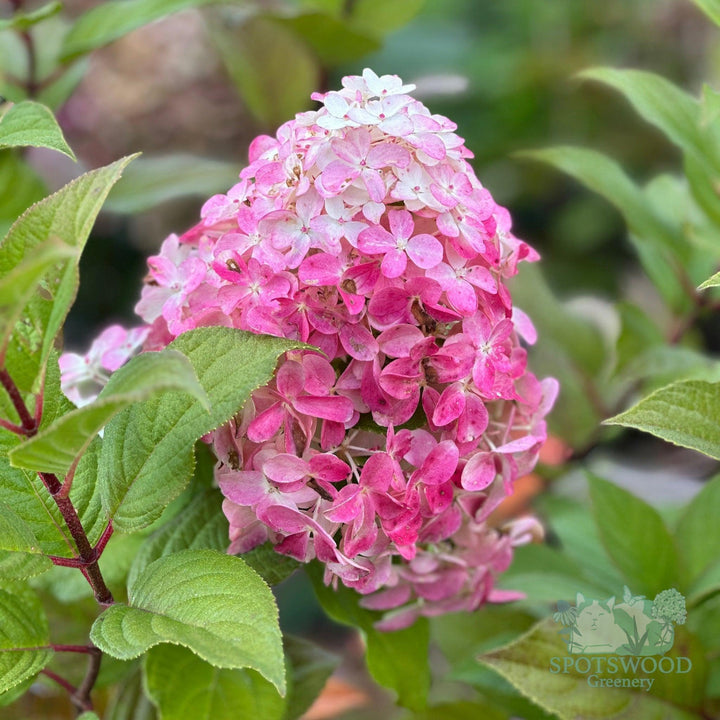 hydrangea-pan-quick-fire-fab-2