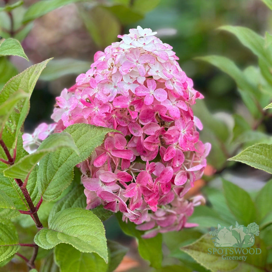 hydrangea-pan-quick-fire-fab-2
