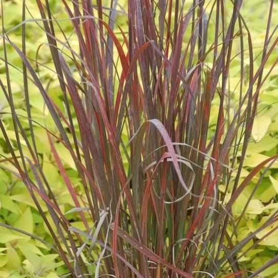 Rain Dance Big Bluestem