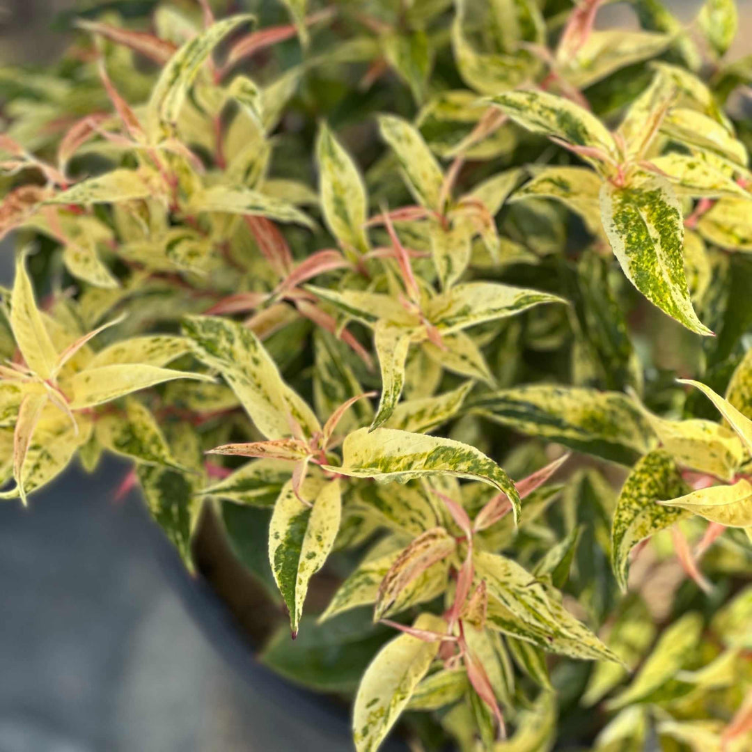 Rainbow Leucothoe