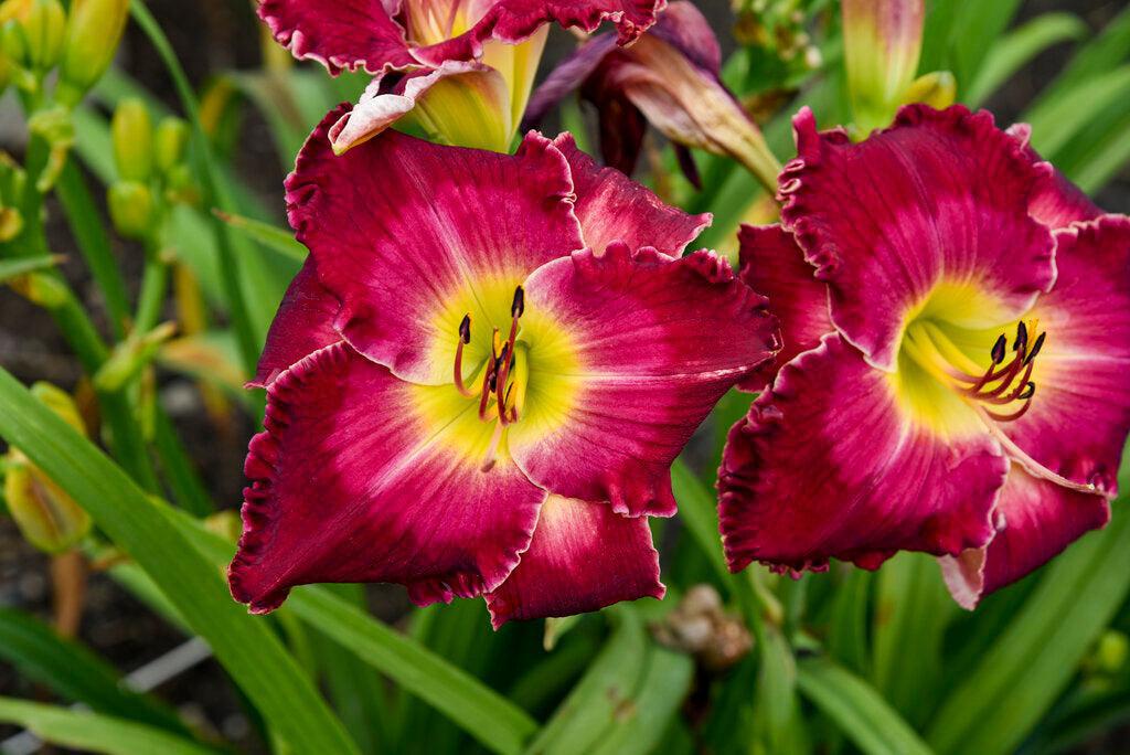 Rainbow Rhythm® Blood Sweat and Tears Daylily