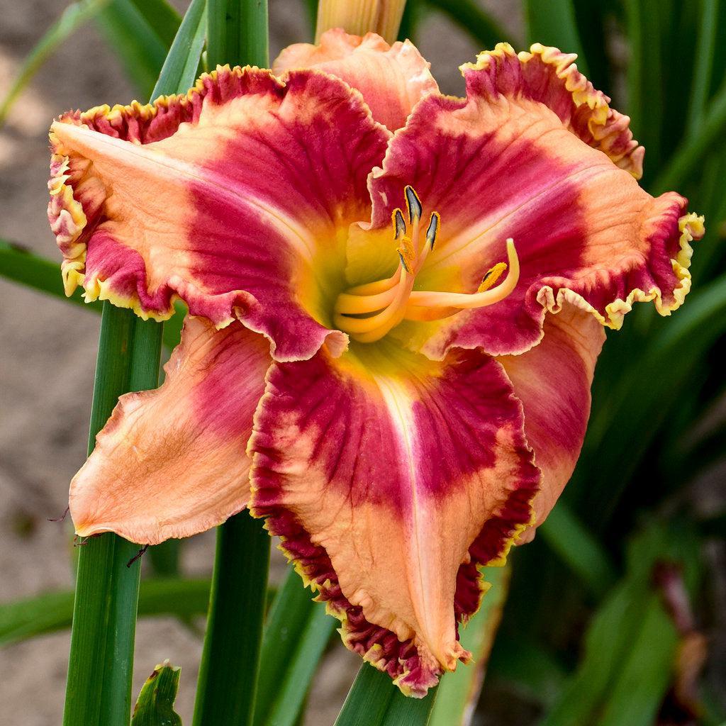 Rainbow Rhythm® Lake of Fire Daylily