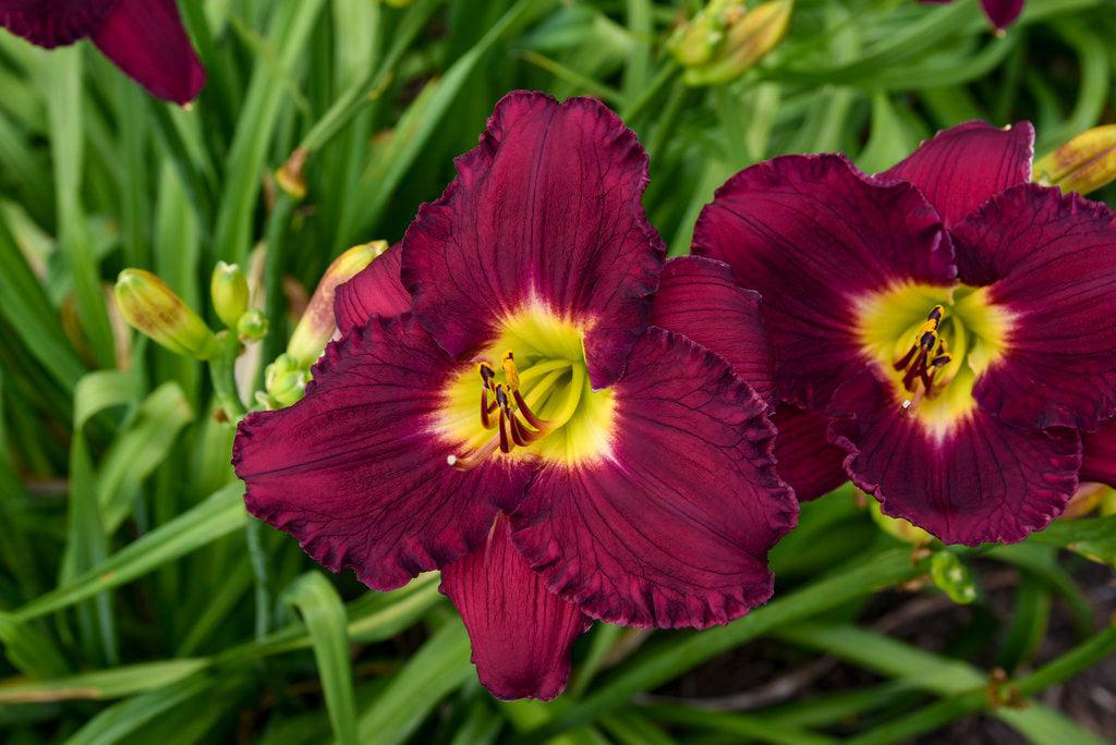 Rainbow Rhythm® Nosferatu Daylily