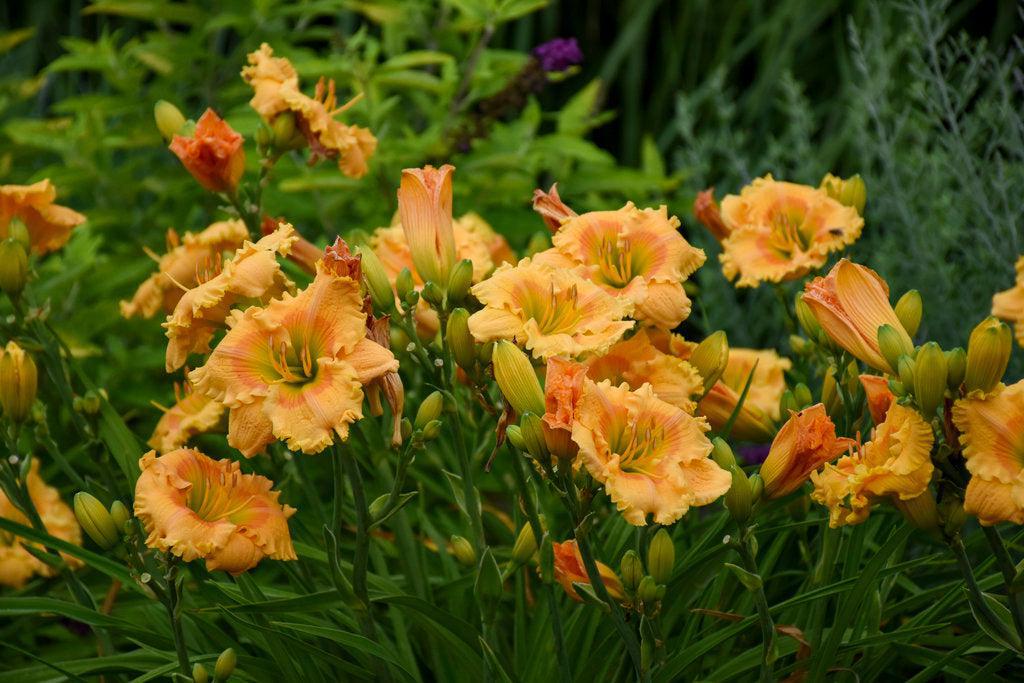 Rainbow Rhythm® Orange Smoothie Daylily
