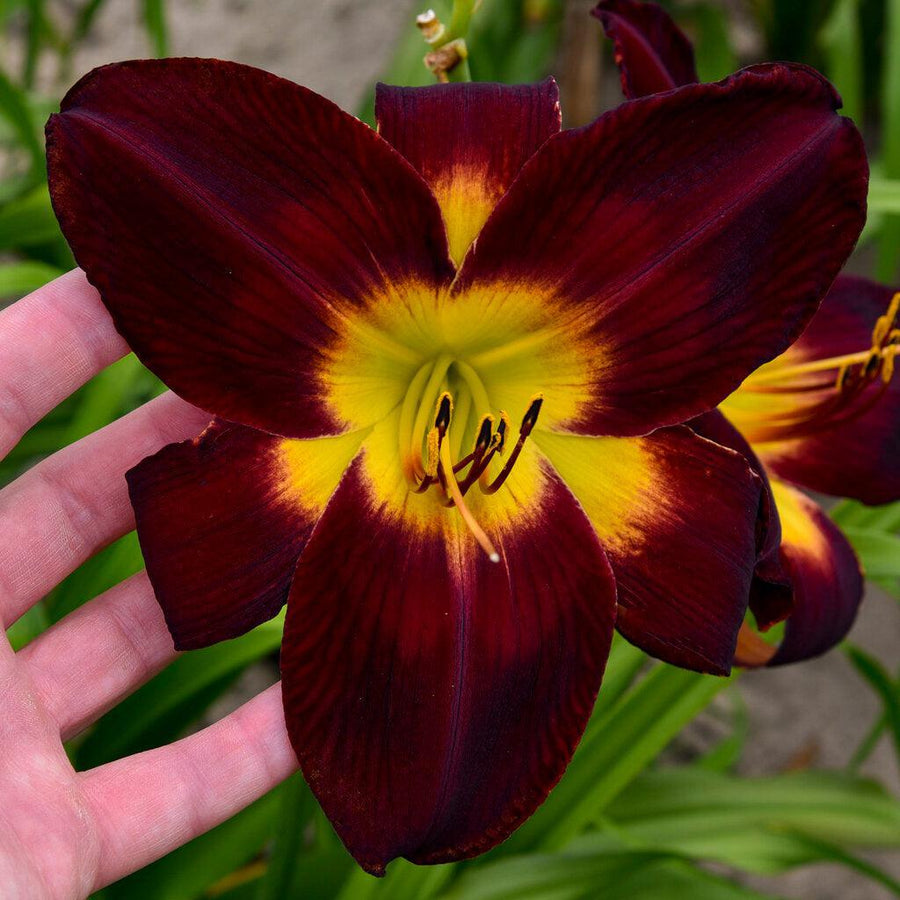 Rainbow Rhythm® Persian Ruby Daylily