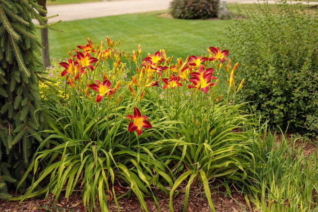Rainbow Rhythm® Ruby Spider Daylily