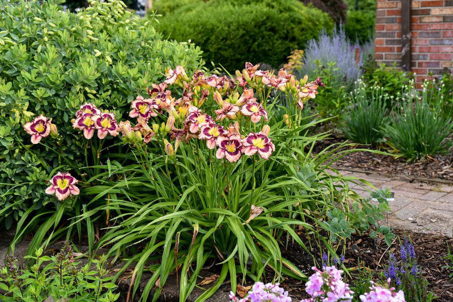 Rainbow Rhythm® Sound of My Heart Daylily