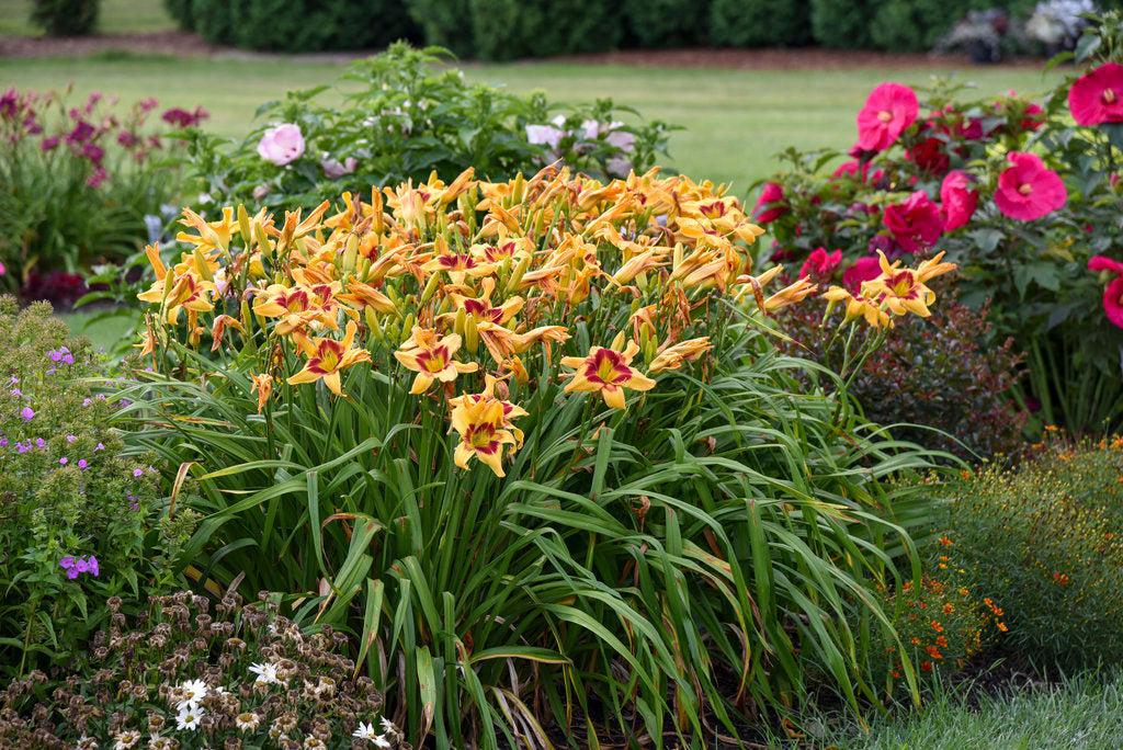 Rainbow Rhythm® Tiger Swirl Daylily