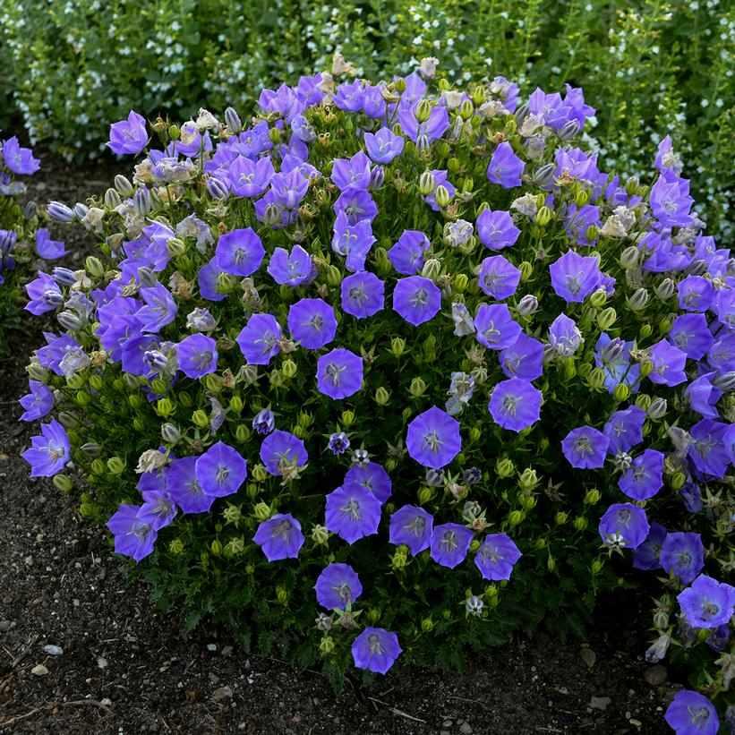 Rapido Blue Bellflower