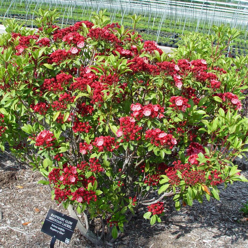 Raspberry Glow Mountain Laurel
