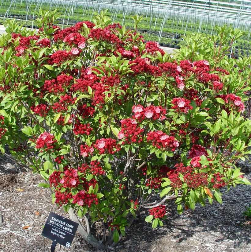 Raspberry Glow Mountain Laurel