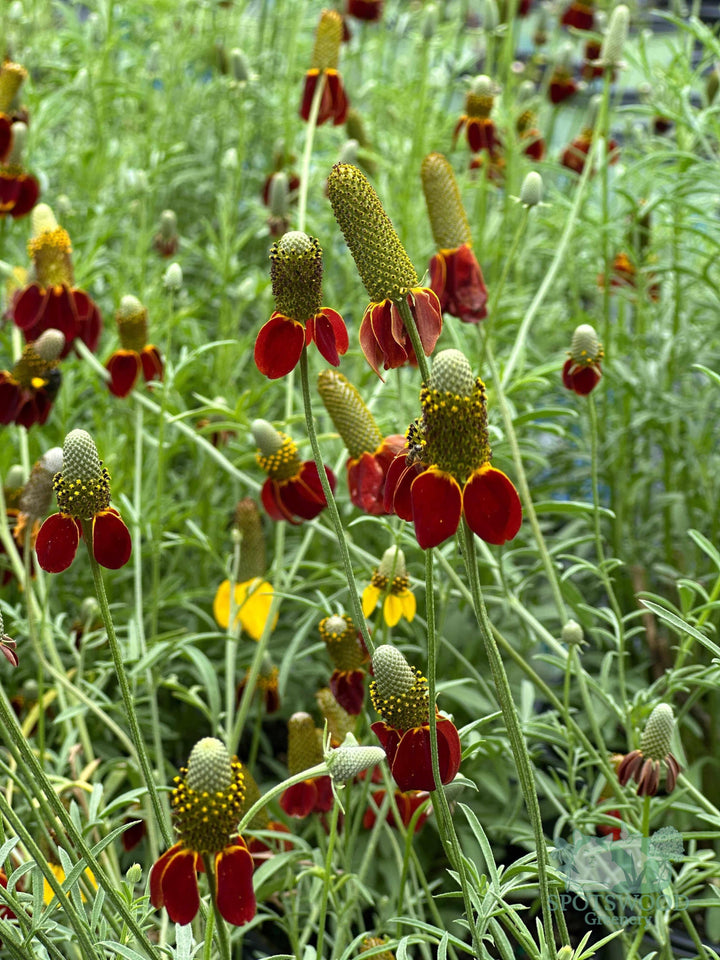 ratibida-columnifera-mexican-hat-plant