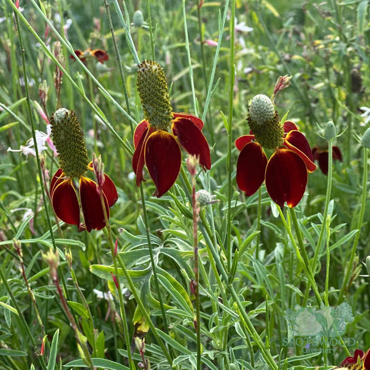 ratibida-columnifera-mexican-hat-plant