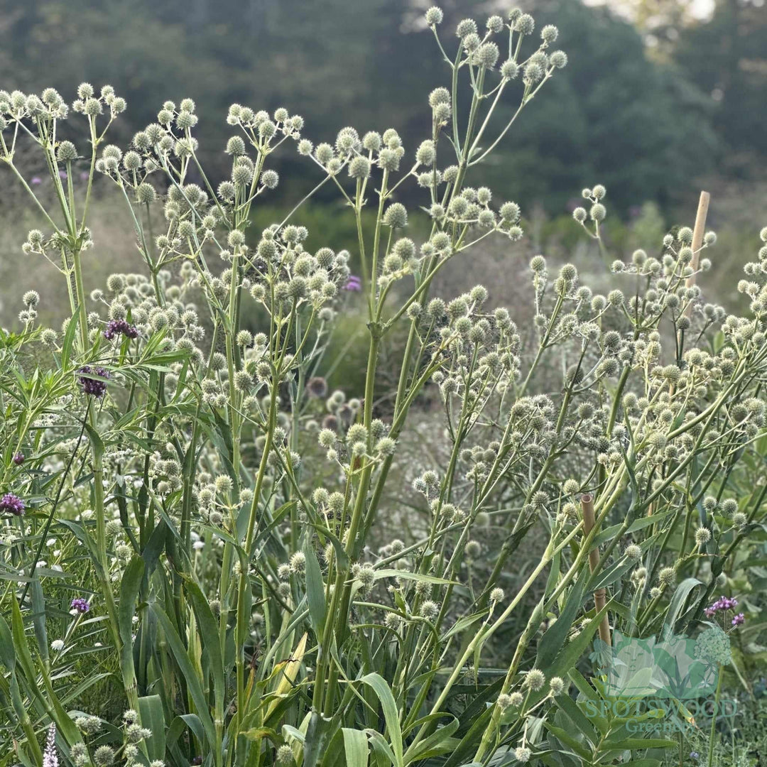 eryngium-yuccifolium