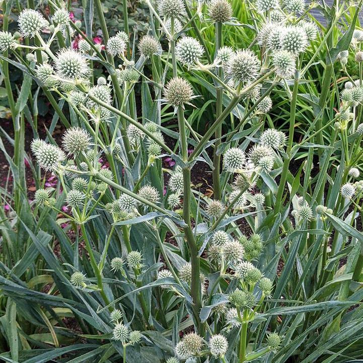 Rattlesnake Master