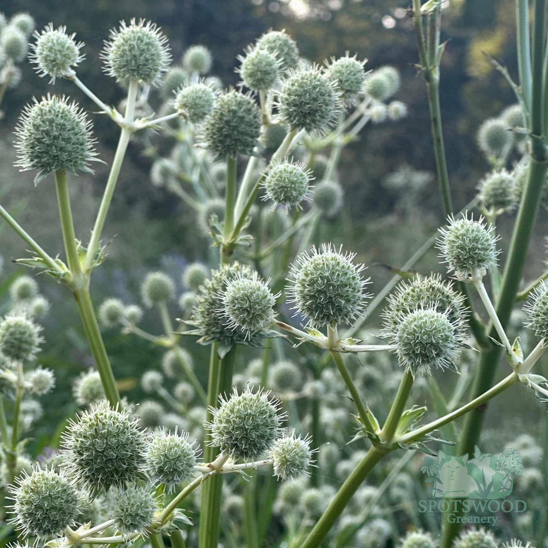 eryngium-yuccifolium