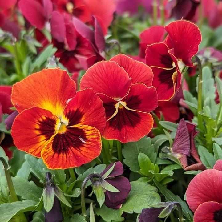 Red Blotch Pansy