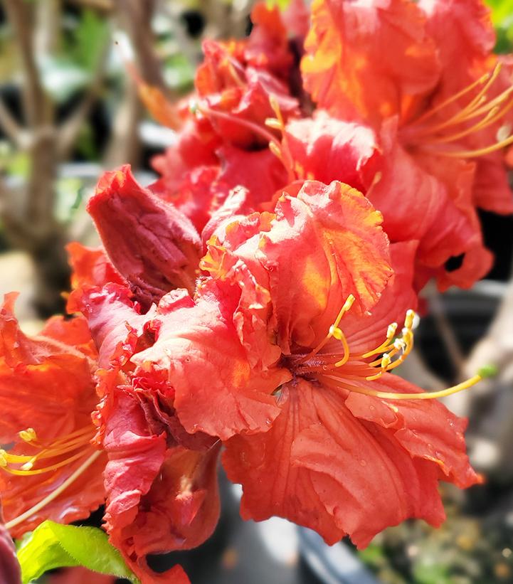 Red Demon Deciduous Azalea