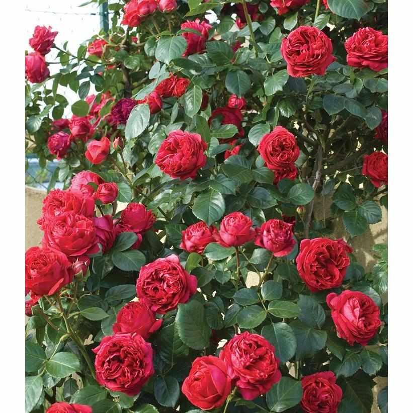 Red Eden Climber® Rose
