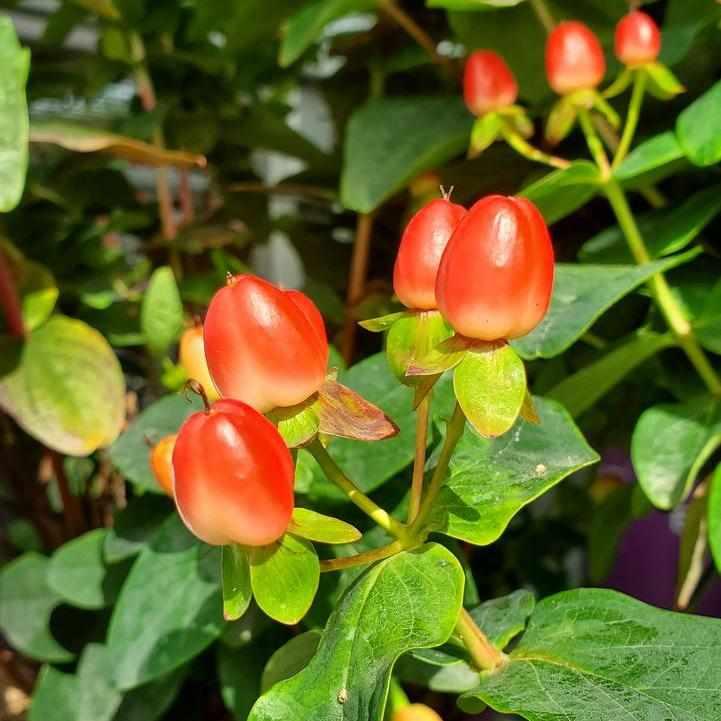 Red Fame St. John's Wort