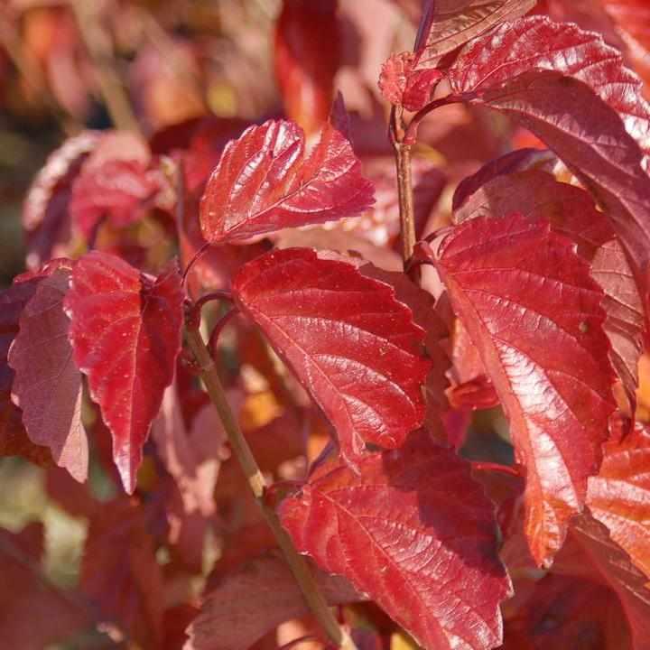 Red Feather Arrowwood Viburnum