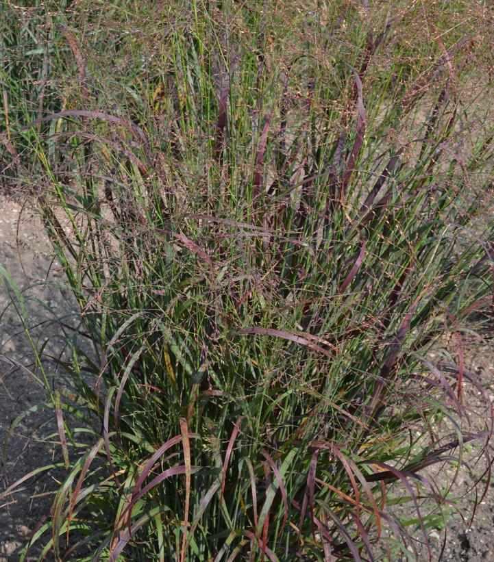 Red Flame Red SwitchGrass