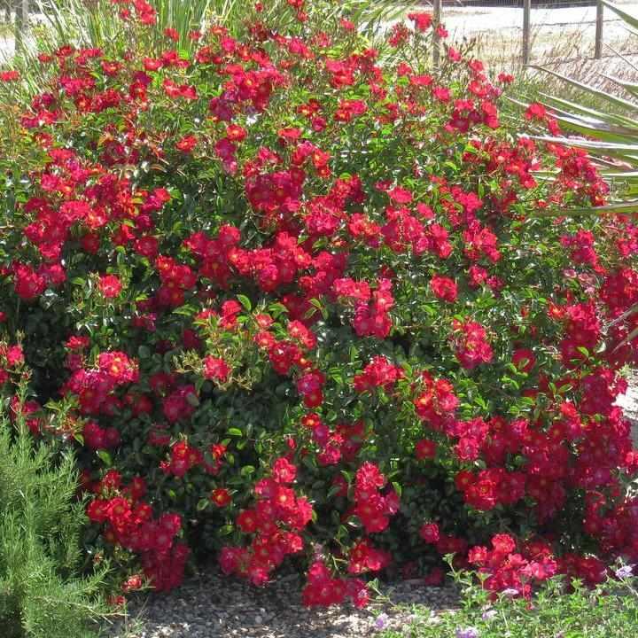 Red Flower Carpet Rose