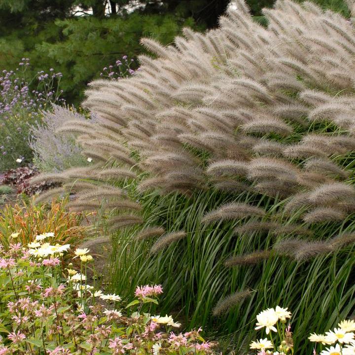 Red Head Fountain Grass