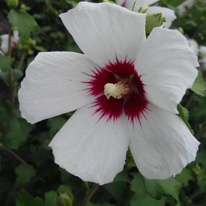 Red Heart Rose of Sharon